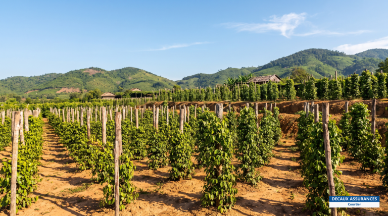 Plantations de poivre et côte de Kampot-Kep, Cambodge