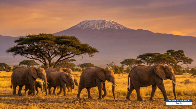 Parc d'Amboseli au Kenya, éléphants devant le Kilimandjaro